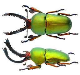 Lamprima adolphinae (Gestro, 1875)