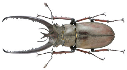 Lucanus planeti Planet, 1899