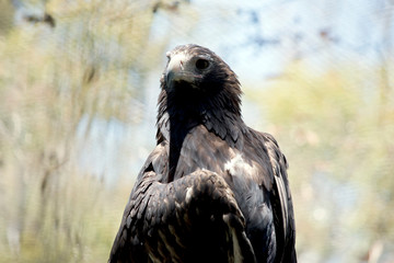 Fototapeta premium this is a close up of a Wedge tail eagle