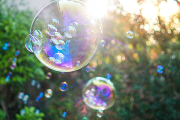 Floating soap bubbles against Syzygium australe tree background.