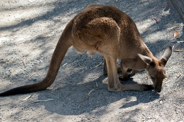the western grey kangaroo is changing direction
