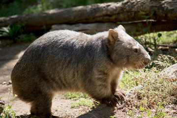 this is a side view of a common wombat
