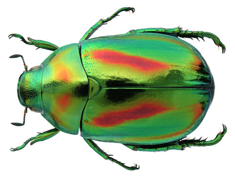 Mimela horsfieldi Hope, 1836 - Powered by Adobe