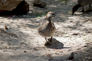 the Australian wood duck is walking through bush land