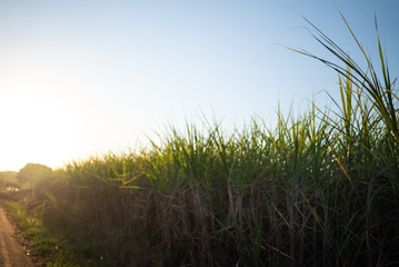 green grass and blue sky