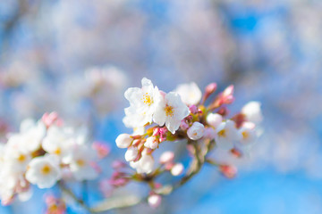 Cherry blossom, or known as sakura blooming during spring under blue sky in Japan.
