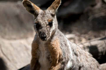 the yellow footed rock wallaby has grey and tan fur