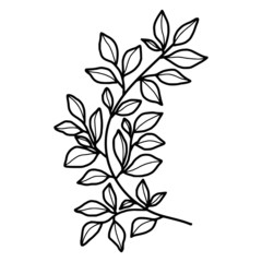 Hand drawn black and white botanical  leaf, foliage, and branch element for frame, decoration, clip art, wedding and engagement invitation, or anniversary