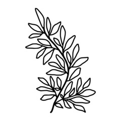 Hand drawn black and white botanical  leaf, foliage, and branch element for frame, decoration, clip art, wedding and engagement invitation, or anniversary