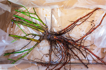 Bare rose root without soil in plastic, ordered online and delivered to the customer during the...