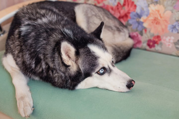 husky dog lying on the couch