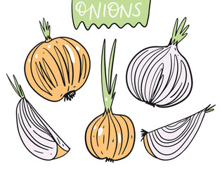 Different onions. Hand drawn vector illustration in cartoon style. Isolated on white background.