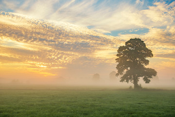 Lonely tree on colorful sky background during foggy sunrise