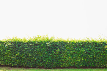 beautiful hedge fence on white background, green grass and hedge, Green Leaves Wall