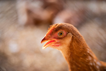 The chicken looked at the camera, the chicken farm,Free-range chicken