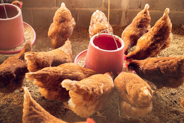 the chicken farm, a group of chickens eating food, Hen, traditional chicken farm, Free-range © CStock