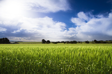 Wheat Field and Blue Sky