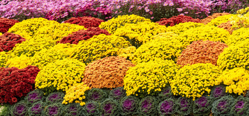 Selective focus of colorful floral background - Nature concept