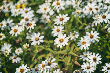 Selective focus of white Daisy floral background - Nature concept