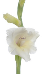 White Gladiolus flower