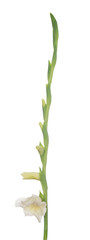 White Gladiolus flower
