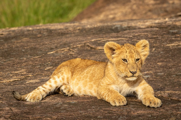 Lion's cub in Maasai-Mara