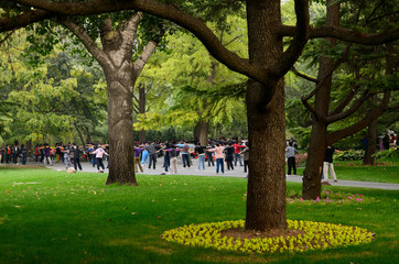 Chinese group at morning exercises under trees in Zizhuyuan Purple Bamboo Park in Beijing on National holiday