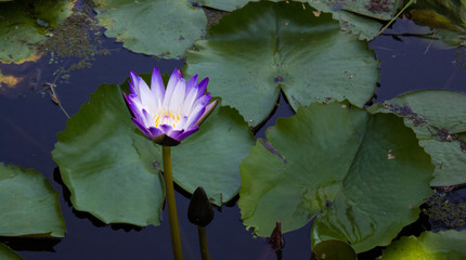 Beautiful lotus flower with two colors in the same flower, white, purple, in a beautiful natural pond