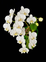 Fototapeta na wymiar Blooming phalaenopsis orchid is white with dense leaves in a pot.
