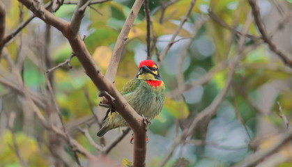 a beautiful coppersmith barbet or crimson-breasted barbet (psilopogon haemacephalus) on a branch at chintamoni kar bird sanctuary in kolkata, west bengal in india