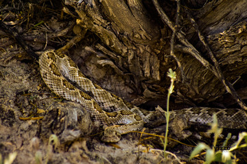 Serpiente 