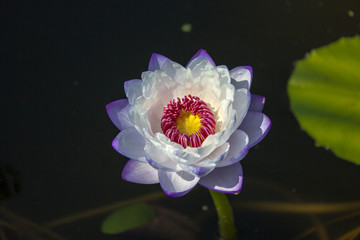 The beautiful   lotus flower in the  backyard pool. Naturally beautiful