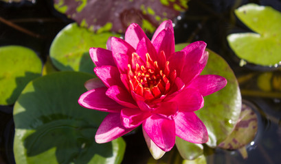  red lotus flower in the backyard.