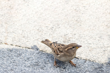 Photographed while eating the brown sparrow corn kernels. Corn kernels are boiled.