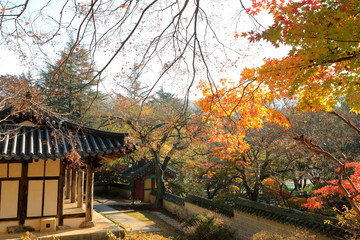 한국 전통 건축물이 보이는 아름다운 가을 풍경