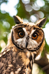 Beautiful owl in a forest