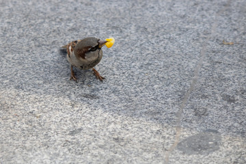 Photographed while eating the brown sparrow corn kernels. Corn kernels are boiled.