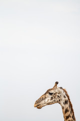 portrait of giraffe head isolate on white