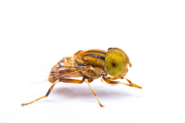 Eristalinus arvorum on white background.,Close up view of hover fly
