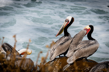 Pelicans on rocks in La Jolla, California
