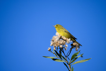 Orange crowned warbler perched on plant with blue sky background