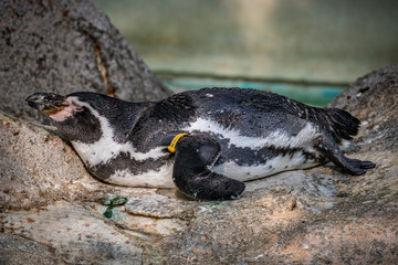 【千葉県】千葉市動物公園のフンボルトペンギン