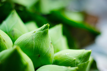 Obraz premium close up of bunch of lotus flower’s bud