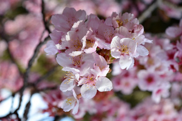 Fototapeta na wymiar Valentine Love Spring Flower Heart Tree Blossom Tokyo Narita in Japan - HND - NRT - OKA - CTS