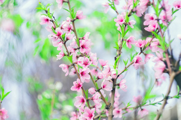 Fototapeta premium pink peach tree flowers selective focus
