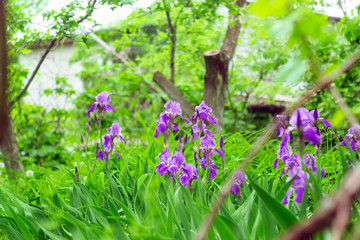 wild irises with purple buds closeup. Spring blooming purple flowers named. Violet irises with floral buds. Spring meadow. Natural backdrop