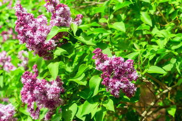 lilac flowers on a tree. Green branch with spring selective focus