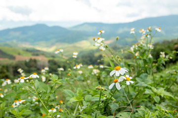 Small white flowers on the mountains in the daytime.