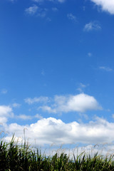 雲　夏雲　積乱雲　入道雲　空　青空　夏空