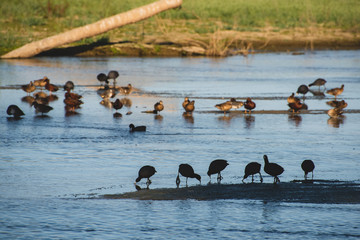The estuary of San José, is the most important natural space in town,  more than 200 species of...